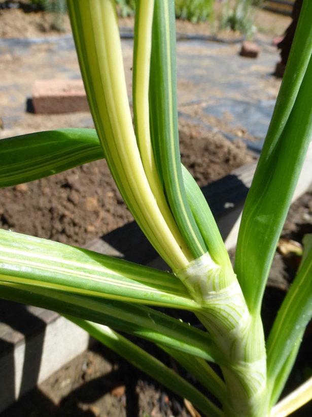 Image of garden onion