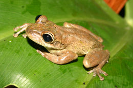 Image of Cuban Treefrog