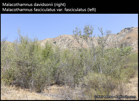 Sivun Malacothamnus davidsonii (B. L. Rob.) Greene kuva