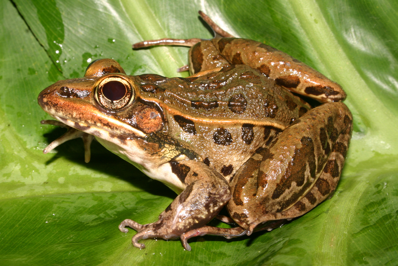 Image of southern leopard frog