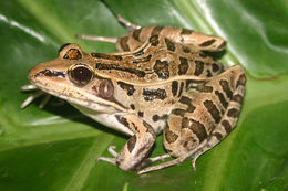 Image of southern leopard frog