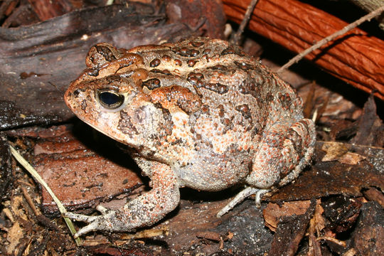 Image of Southern Toad