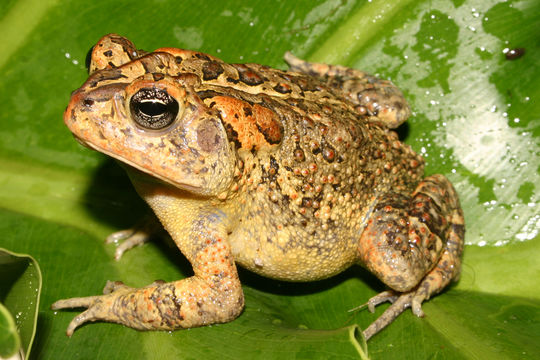 Image of Southern Toad