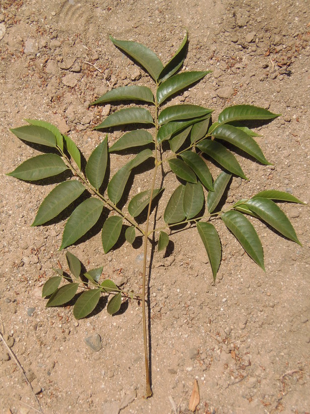 Image of goldenrain tree