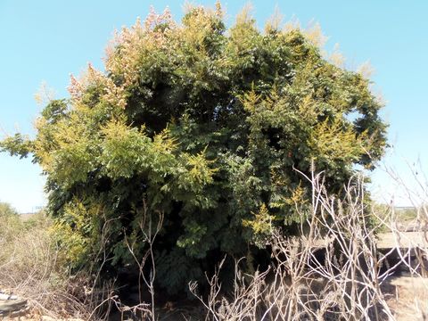 Sivun Koelreuteria bipinnata Franch. kuva