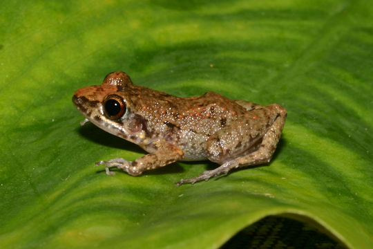 Image of Greenhouse Frog