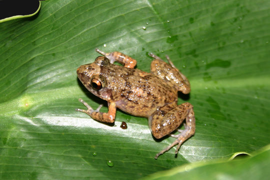 Слика од Eleutherodactylus planirostris (Cope 1862)