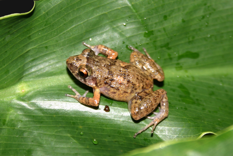 Image of Greenhouse Frog