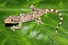 Image of Tropical house gecko