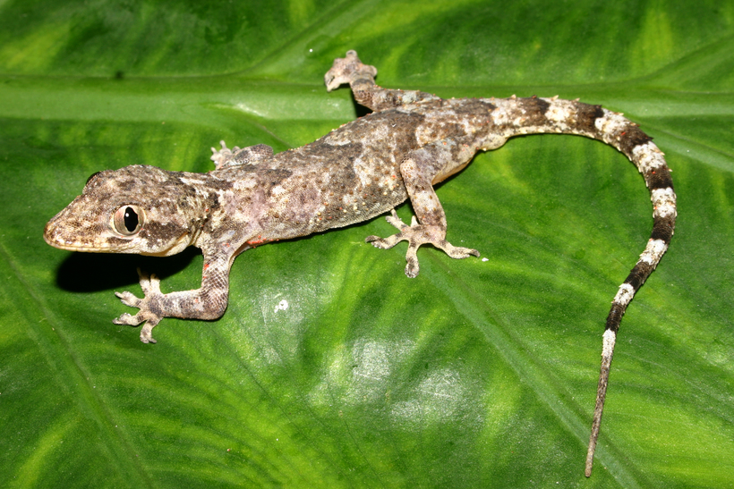 Image of Tropical house gecko