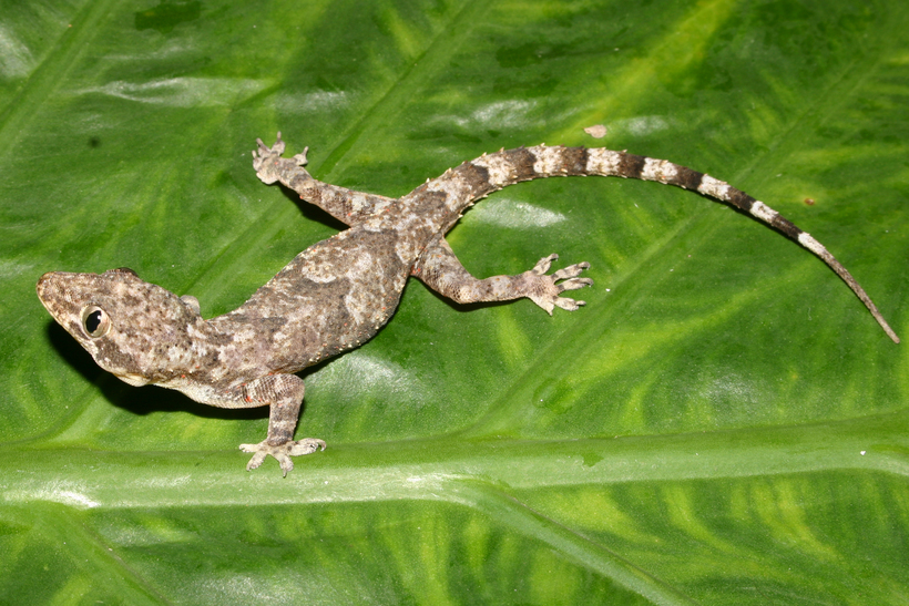 Image of Tropical house gecko