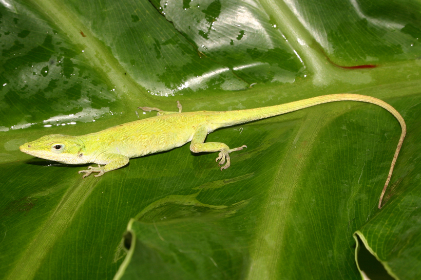 Image of American Anole