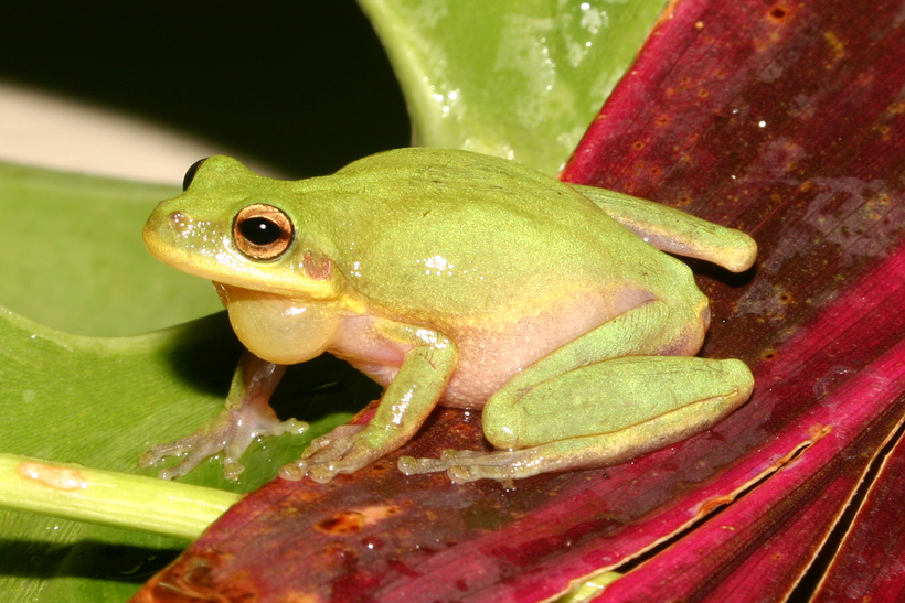 Image of <i>Hyla squirella</i>