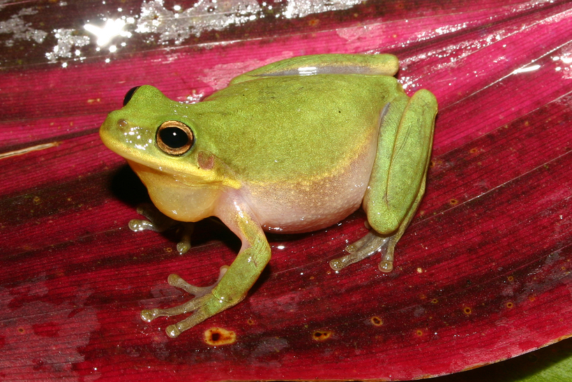 Image of <i>Hyla squirella</i>