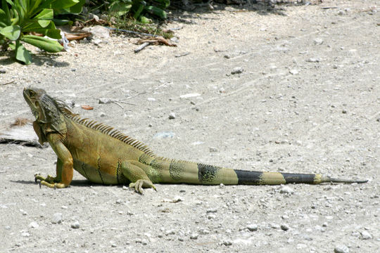 Image of Green iguana