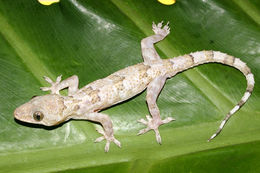 Image of Tropical house gecko