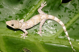 Image of Tropical house gecko