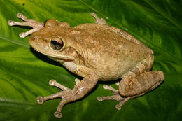 Image of Cuban Treefrog