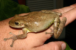 Image of Cuban Treefrog