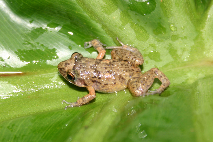 Image of Greenhouse Frog