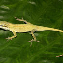 Imagem de Anolis porcatus Gray 1840