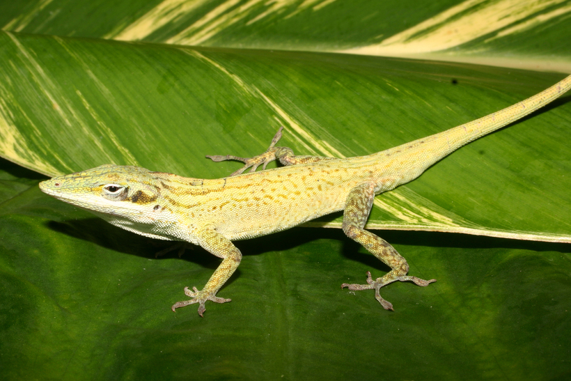 Image of Cuban green anole