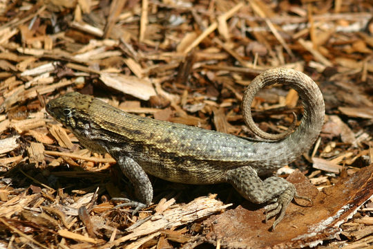 صورة Leiocephalus carinatus Gray 1827