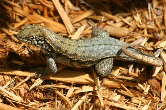 Image of Northern Curly-tailed Lizard