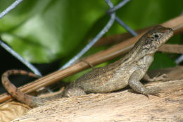 Image of Northern Curly-tailed Lizard