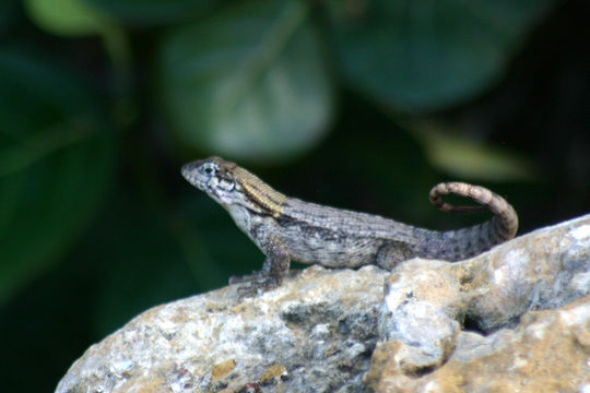 صورة Leiocephalus carinatus Gray 1827