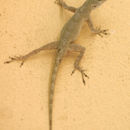 Imagem de Anolis distichus Cope 1861