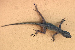 Image of Bark anole