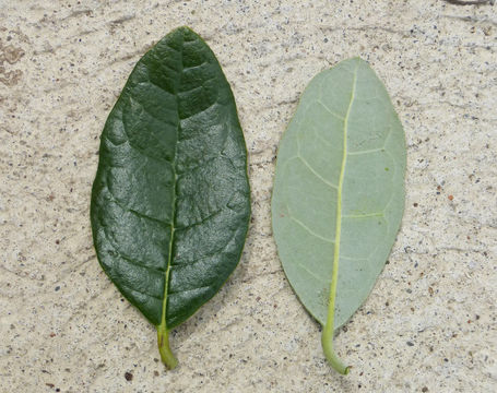 Image of Pineapple guava, feijoa