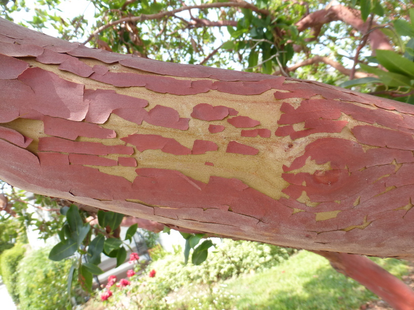 Image of strawberry tree