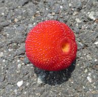 Image of strawberry tree