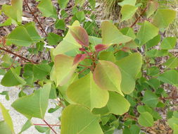 Image of Chinese tallow