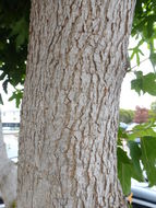 Image of Oriental Sweetgum