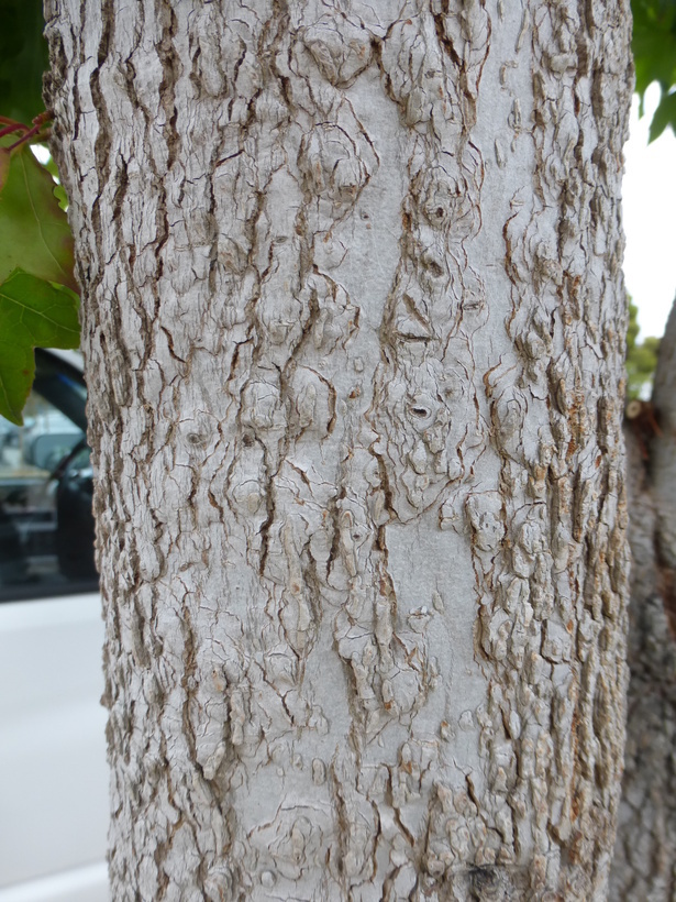 Image of Oriental Sweetgum