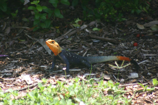 Image of Common agama