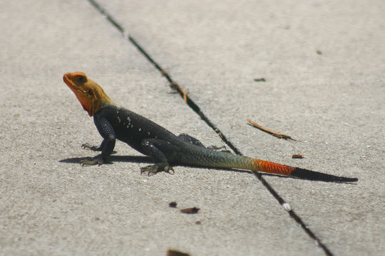 Image of Common agama