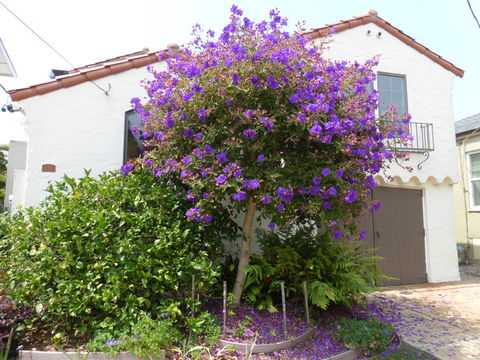 Imagem de Tibouchina urvilleana (DC.) Cogn.