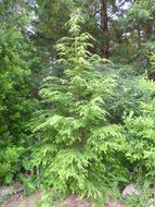 Image of western hemlock