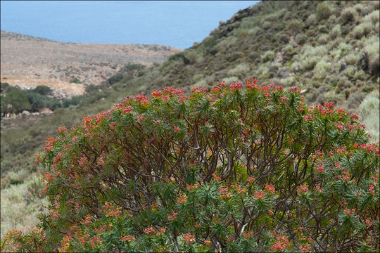 Слика од Euphorbia dendroides L.