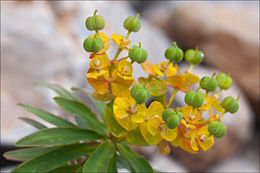 Слика од Euphorbia dendroides L.