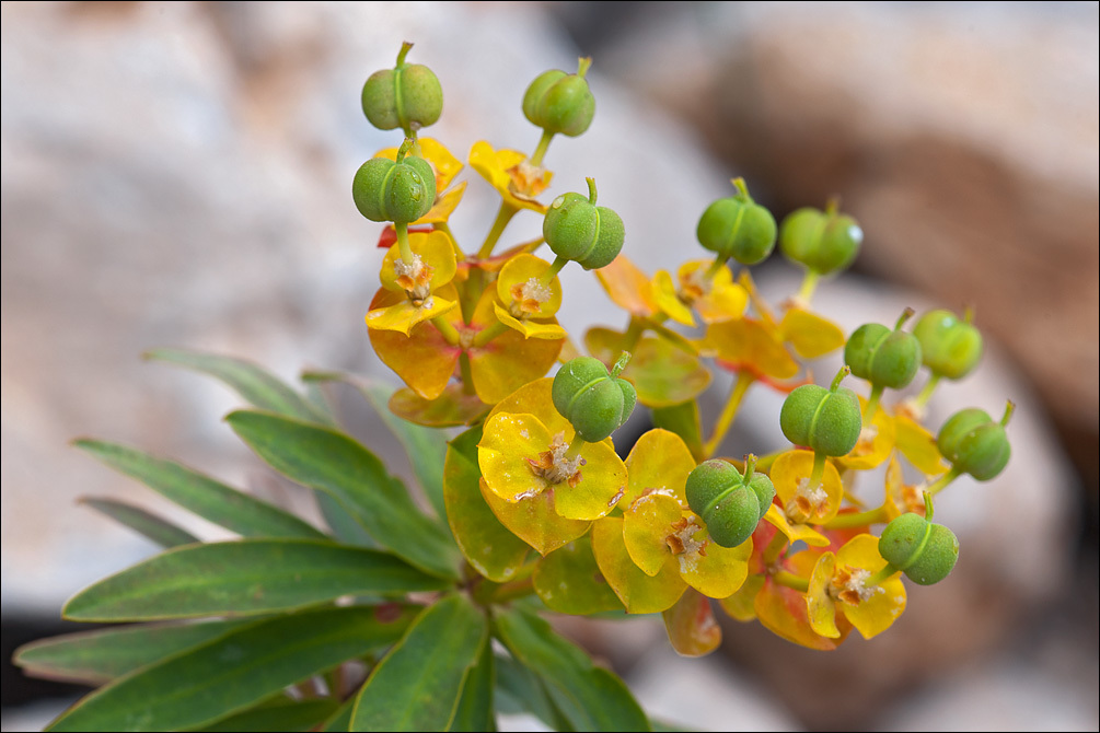 Слика од Euphorbia dendroides L.