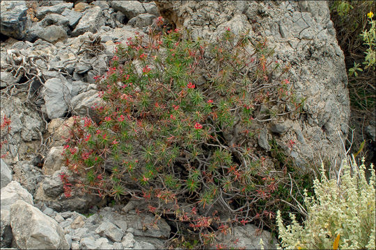 Слика од Euphorbia dendroides L.