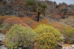 Слика од Euphorbia dendroides L.