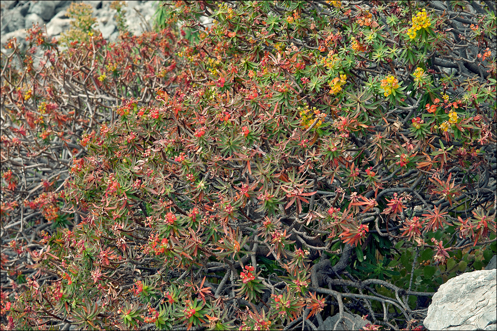 Слика од Euphorbia dendroides L.