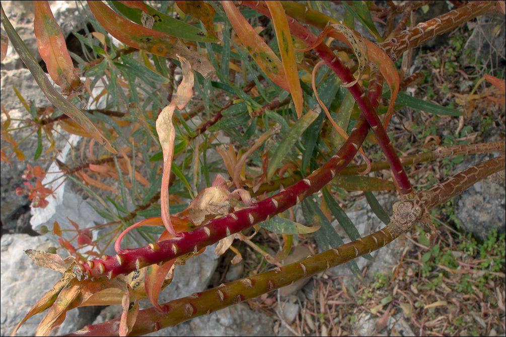 Слика од Euphorbia dendroides L.