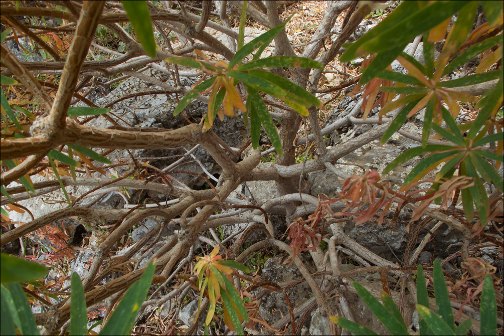 Слика од Euphorbia dendroides L.